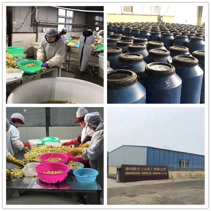Factory white mushroom in drums