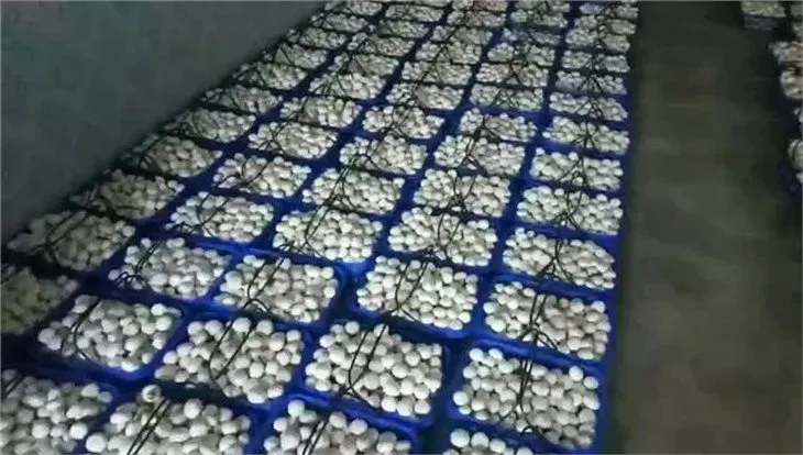 Fresh white mushroom in salted water in drums