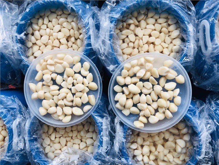 High quality peeled garlic in drums