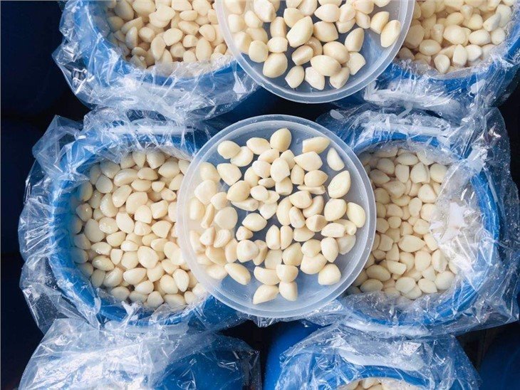 Good quality white garlic in salted water in plastic drums