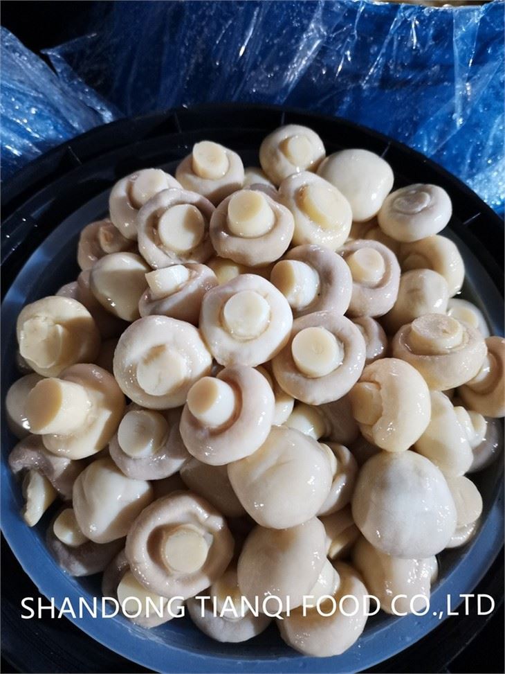 New Crop White Champignon Mushroom in SO2 in Drums